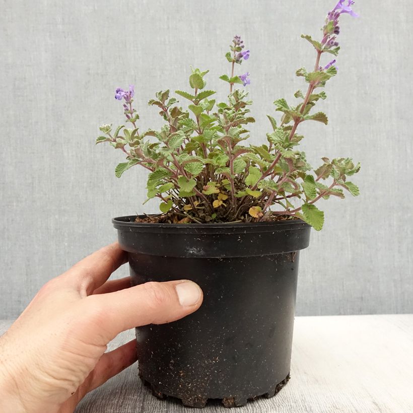 Spécimen de Nepeta faassenii - Népéta hybride Pot de 2L3L tel que livré au printemps