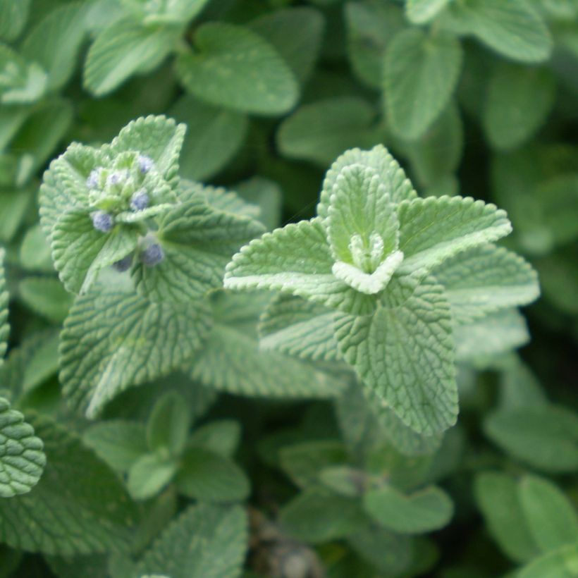 Nepeta faassenii Six Hill s Giant (Feuillage)