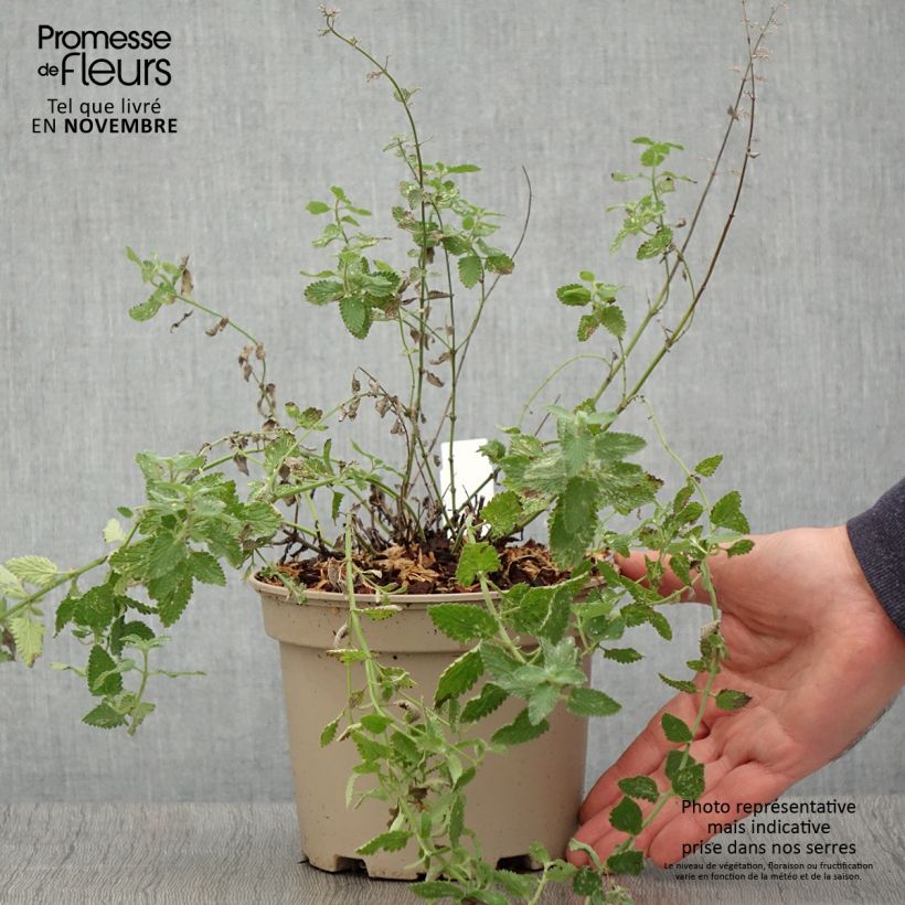 Spécimen de Nepeta faassenii Walker's Low Pot de 2L/3L tel que livré en automne
