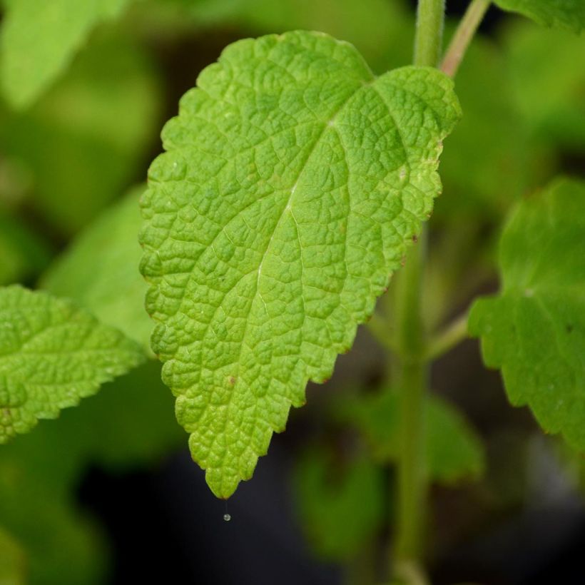 Nepeta govaniana (Feuillage)