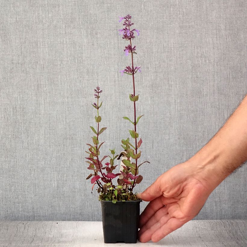 Spécimen de Nepeta grandiflora Bramdean Godet de 8/9 cm tel que livré en été