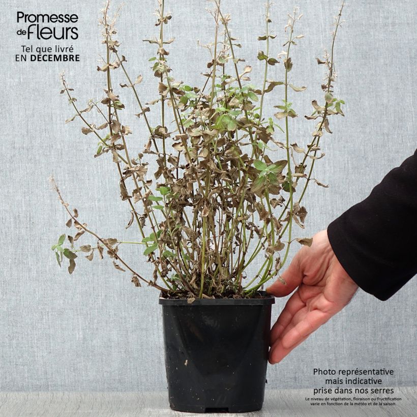 Spécimen de Nepeta grandiflora Summer Magic Pot de 2L/3L tel que livré en automne
