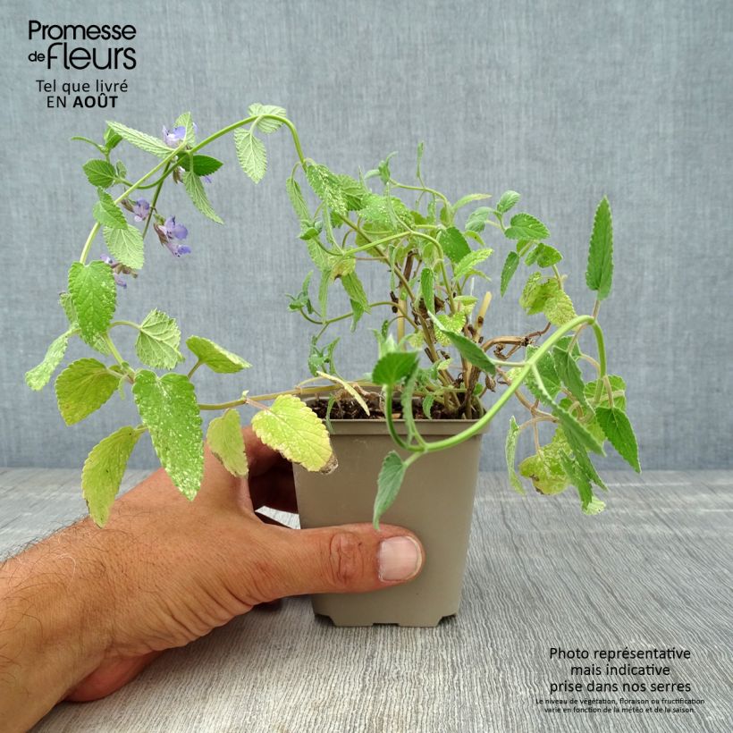Spécimen de Nepeta grandiflora Wild Cat - chataire Godet de 8/9 cm tel que livré en été