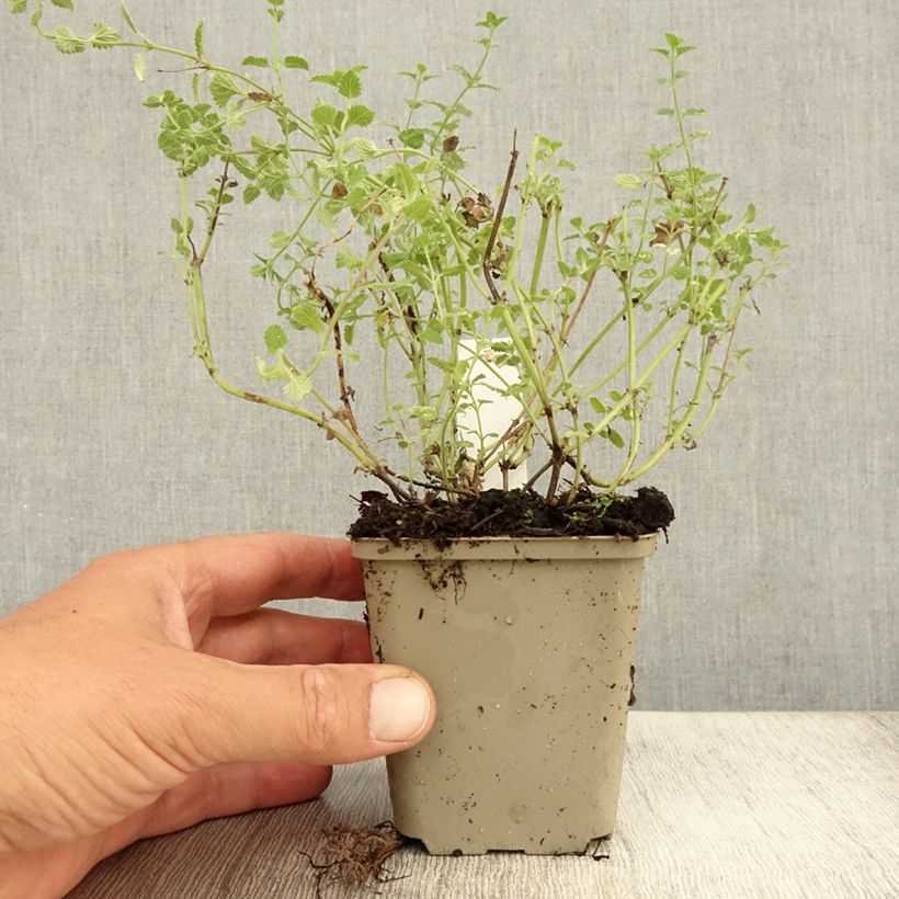 Spécimen de Nepeta Kit Cat - Chataire Godet de 8/9 cm tel que livré en été