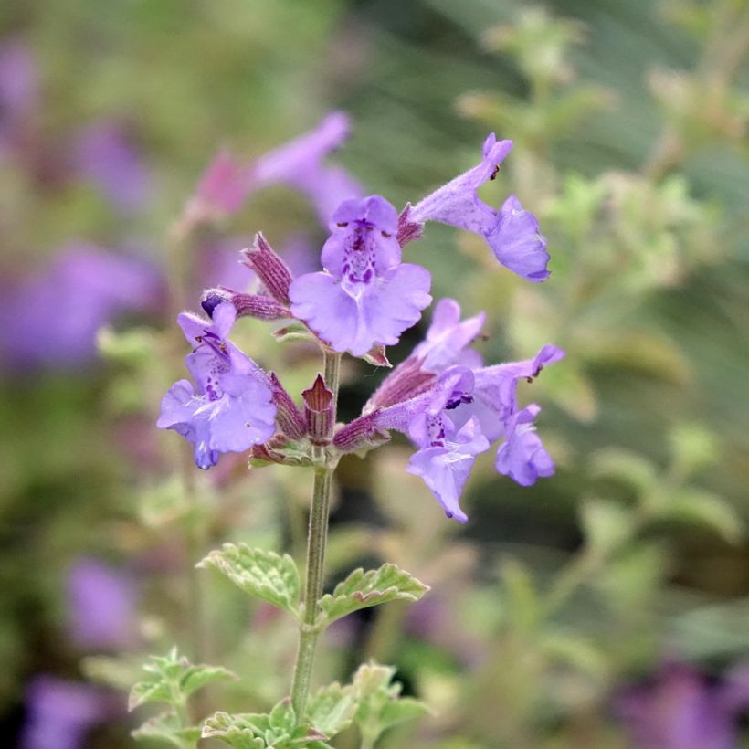 Nepeta Kit Cat - Chataire (Floraison)