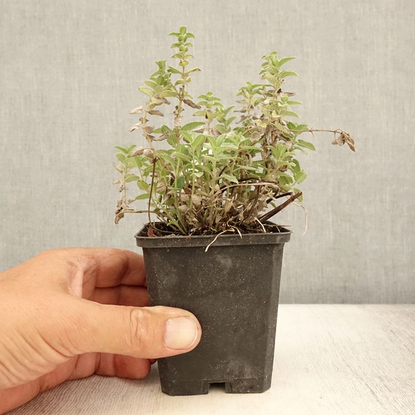 Spécimen de Nepeta mussinii (racemosa) - Chataire Godet de 8/9 cm tel que livré en été