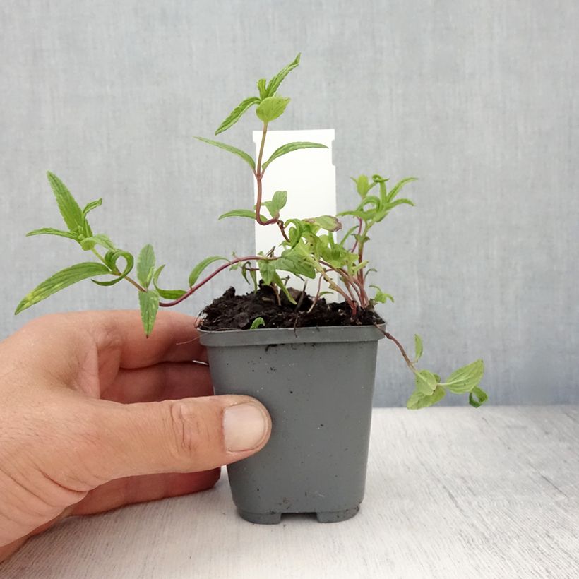 Spécimen de Nepeta nervosa - Chataire nervurée Godet de 8/9 cm tel que livré en été