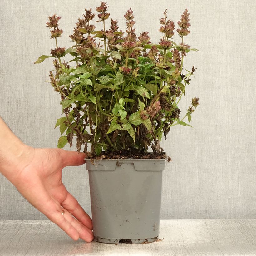 Spécimen de Nepeta nervosa - Chataire nervurée Pot de 2L/3L tel que livré en été