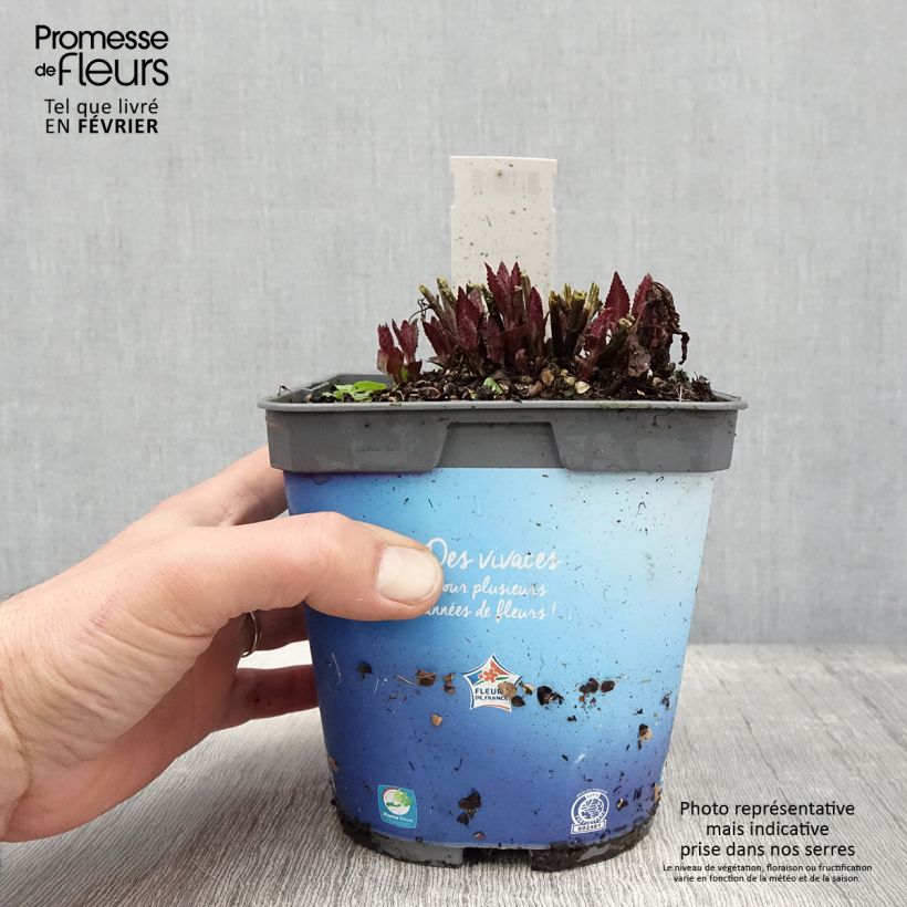Spécimen de Népéta nervosa Neptune - Chataire Pot de 1,5L/2L tel que livré en hiver