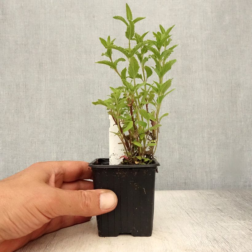 Spécimen de Nepeta parnassica - Chataire grecque Godet de 8/9 cm tel que livré en été