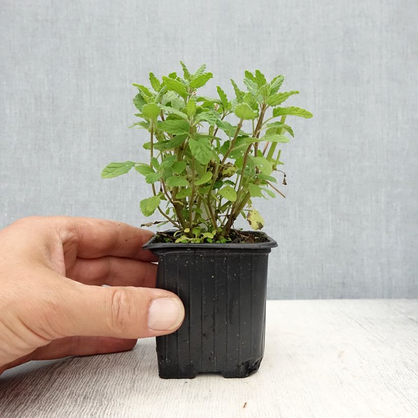 Spécimen de Nepeta parnassica - Chataire grecque - Godet de 8/9 cm tel que livré au printemps