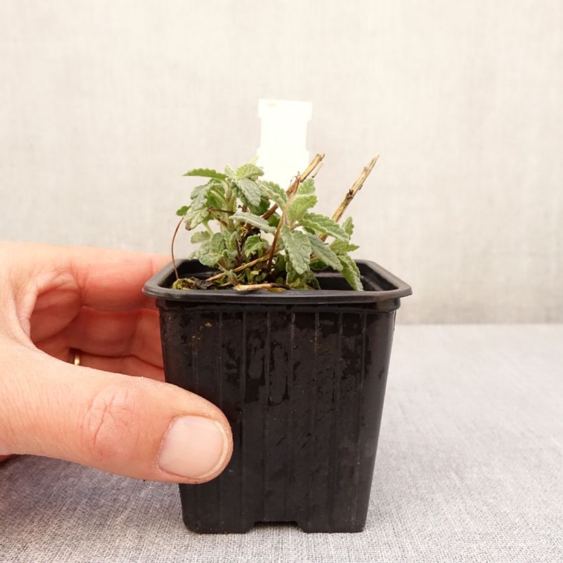 Spécimen de Nepeta racemosa Amelia - Chataire - Godet de 8/9 cm tel que livré au printemps