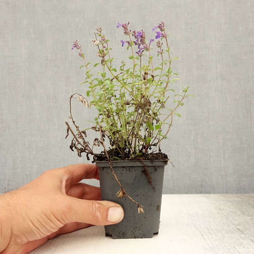 Spécimen de Népéta racemosa Grog - Chataire Godet de 8/9 cm tel que livré en été