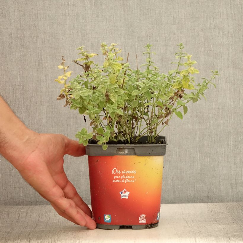 Spécimen de Nepeta racemosa Snowflake - Chataire à fleurs blanches Pot de 2L/3L tel que livré en été