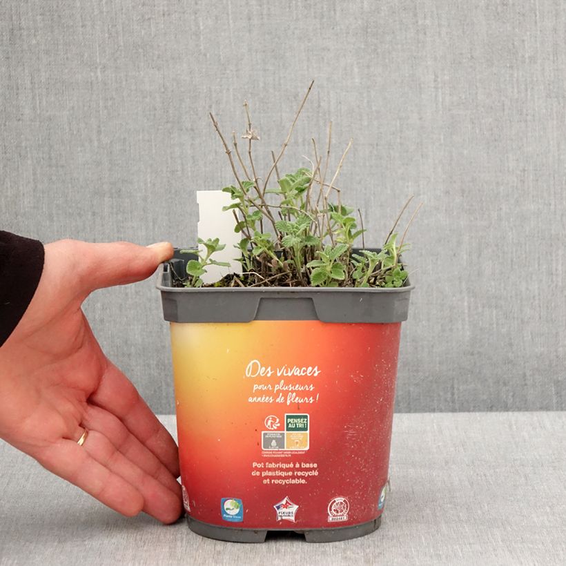 Spécimen de Nepeta racemosa Snowflake - Chataire à fleurs blanches - Pot de 2L/3L tel que livré au printemps