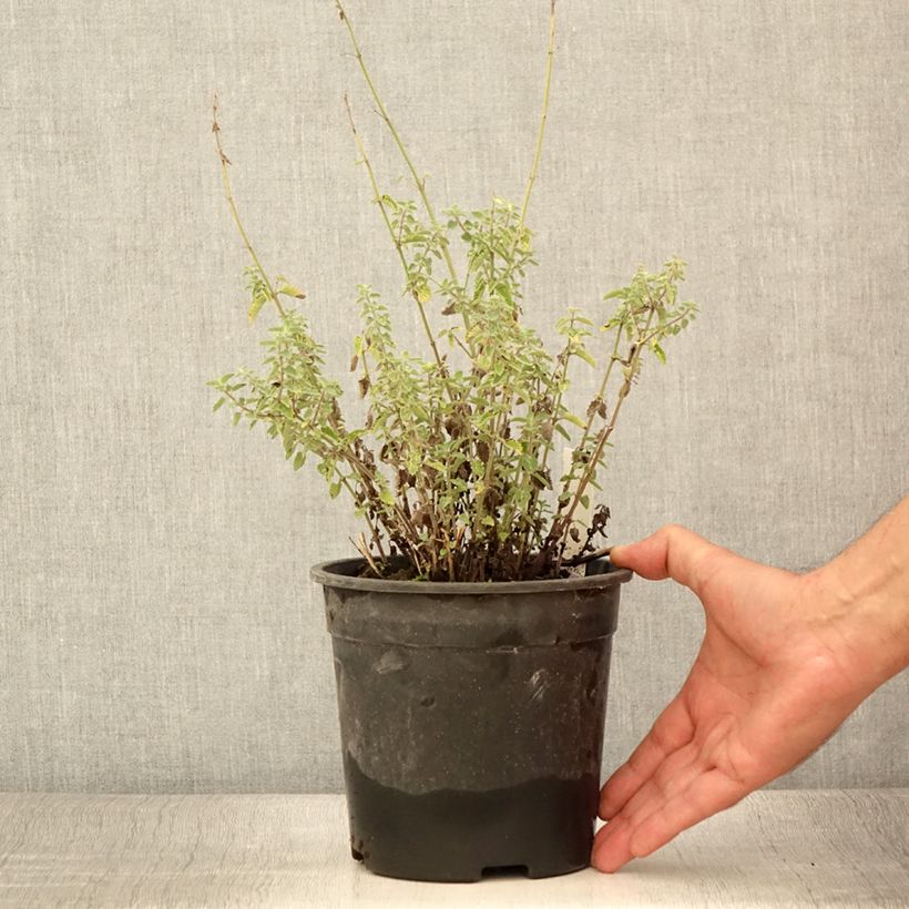 Spécimen de Nepeta x faassenii Dropmore Pot de 2L/3L tel que livré en été