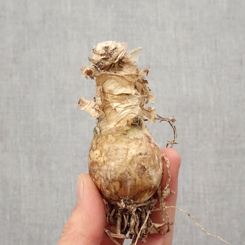 Spécimen de Nerine bowdenii Like a Virgin - Lis de Guernesey - Bulbe tel que livré au printemps