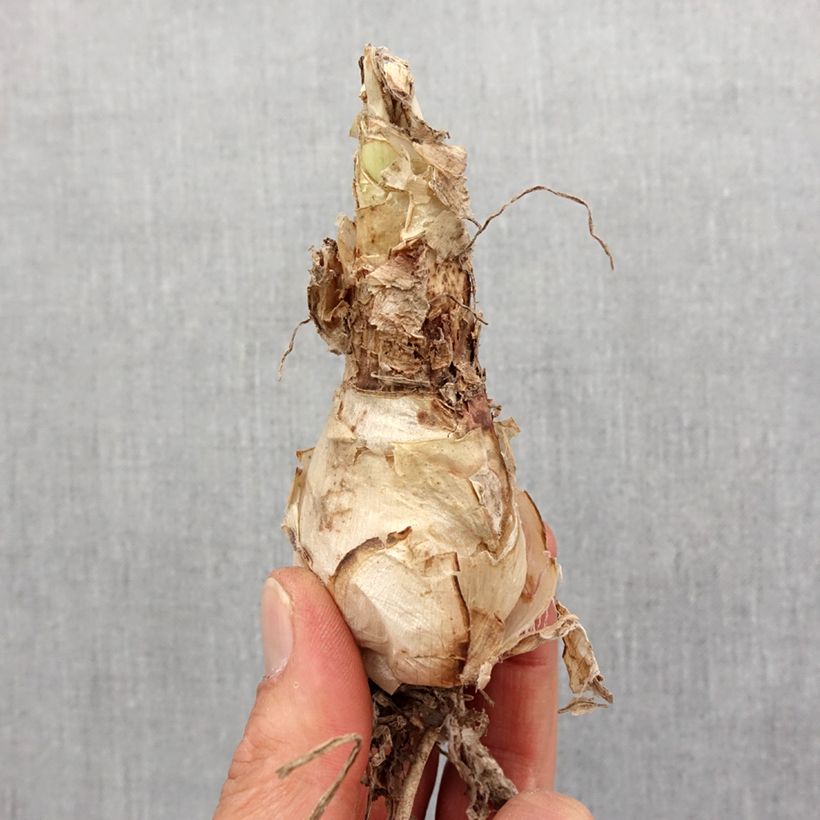 Spécimen de Nerine sarniensis var corusca Bulbe calibre 12+ tel que livré au printemps