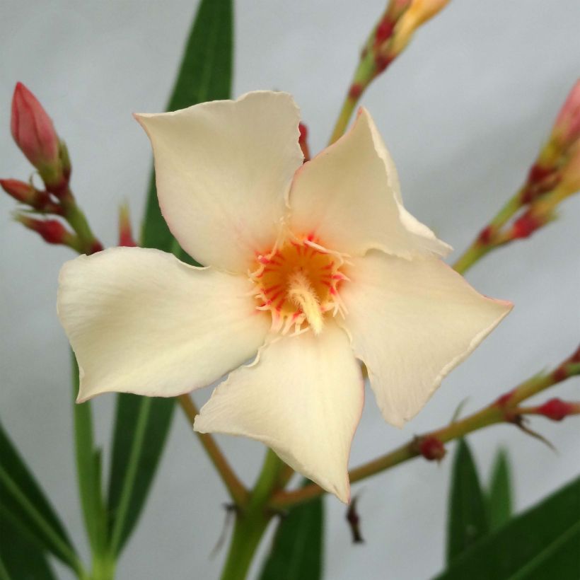 Laurier rose - Nerium oleander Jaune (Floraison)