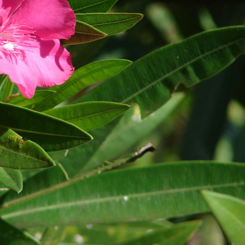 Laurier rose - Nerium oleander Rouge Simple (Feuillage)