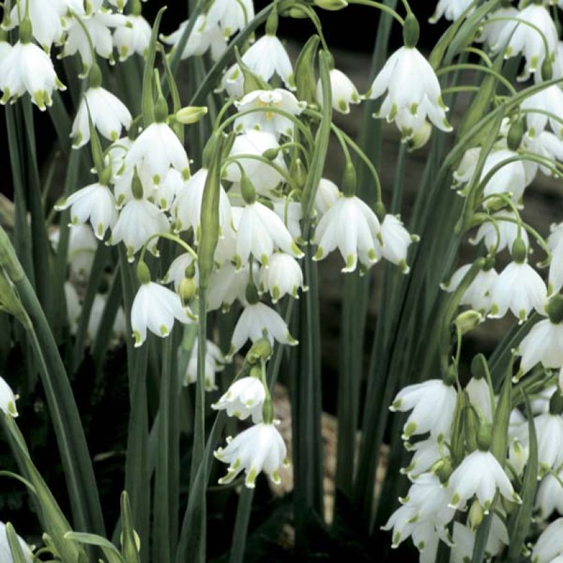 Nivéole d'éte - Leucojum aestivum Gravetye Giant (Floraison)