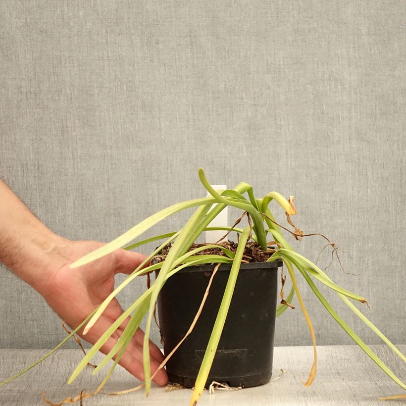 Spécimen de Nivéole d'été - Leucojum aestivum Bridesmaid  Pot de 2L/3L tel que livré en été