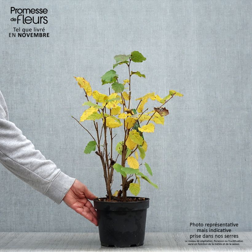 Spécimen de Noisetier commun - Corylus avellana en racines nues Pot de 2L/3L tel que livré en automne