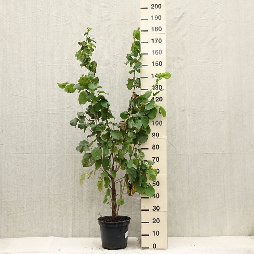 Spécimen de Noisetier commun - Corylus avellana en racines nues Pot de 7,5L/10L tel que livré en été