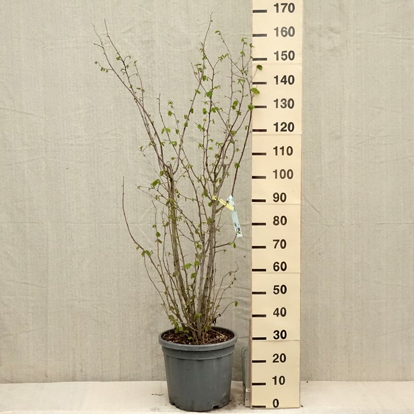 Spécimen de Noisetier commun - Corylus avellana en racines nues Pot de 7,5L/10LHauteur livrée env. 80/100cm tel que livré au printemps