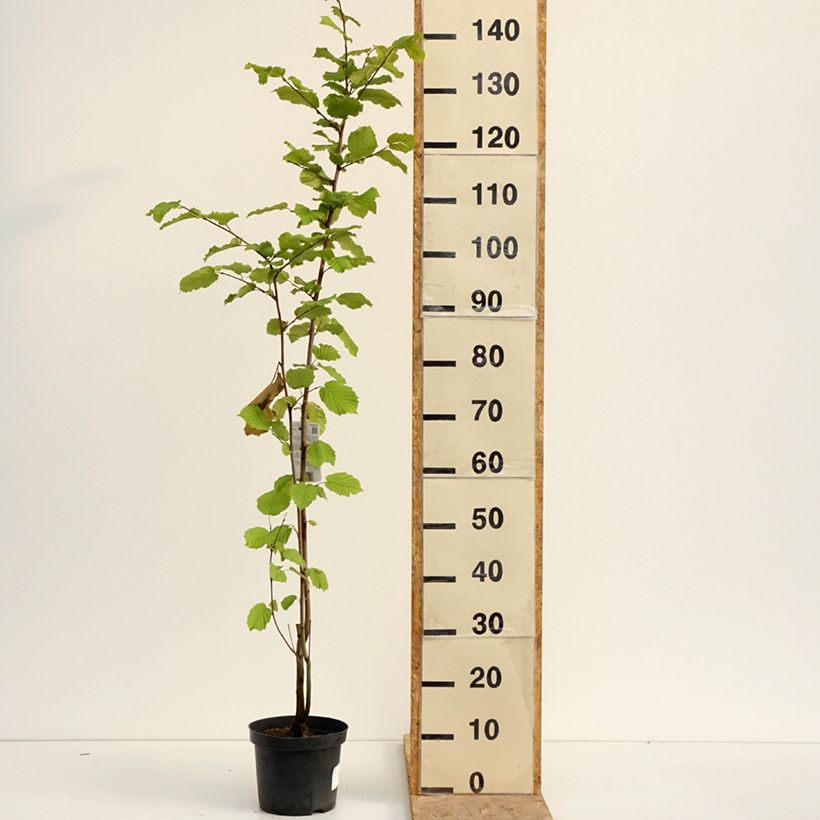 Spécimen de Noisetier commun - Corylus avellana en racines nues Pot de 2L/3L tel que livré en été