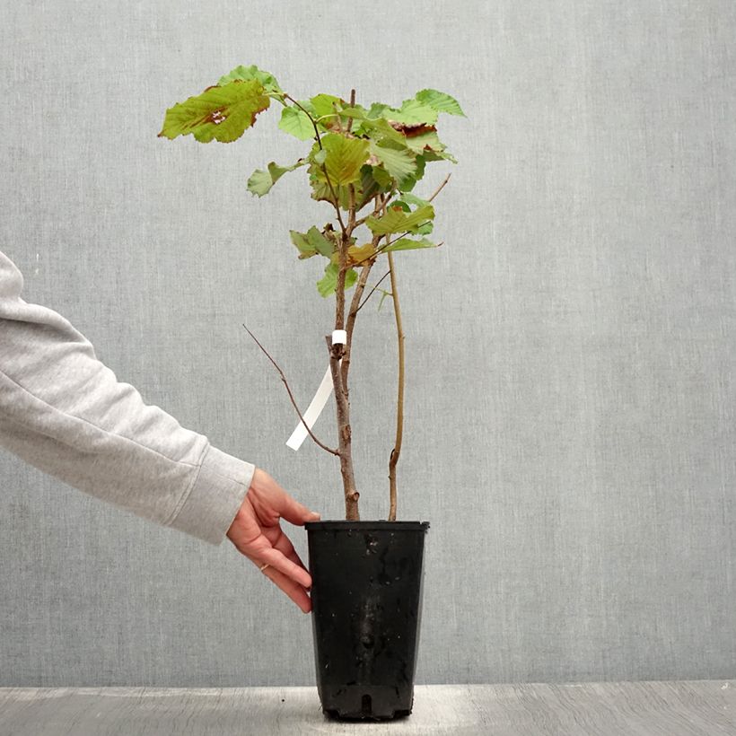Spécimen de Noisetier commun - Corylus avellana Longue d'Espagne Pot de 3L/4L, Buisson tel que livré en été