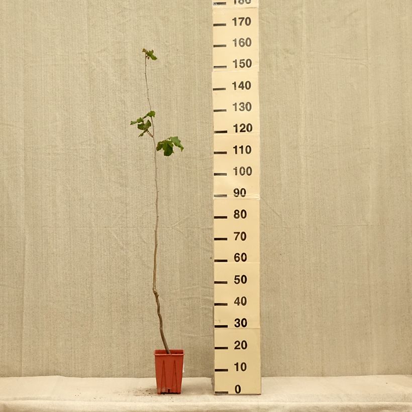 Spécimen de Noisetier Tonda Gentile Romana Pot de 1,5L/2L tel que livré en automne