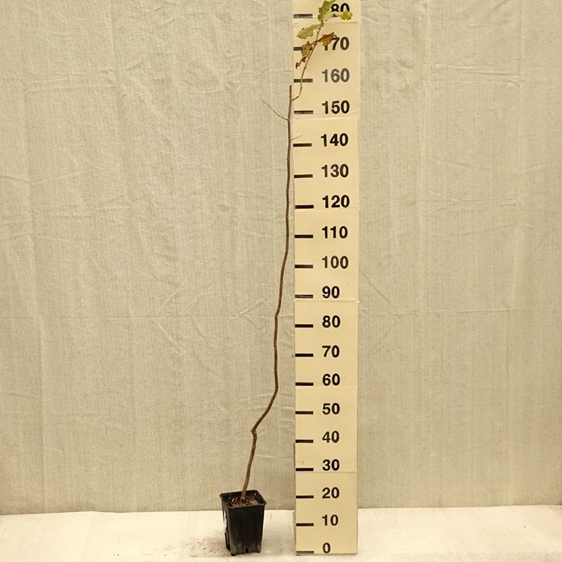 Spécimen de Noisetier - Corylus avellana Tonda Gentile Trilobata Pot de 1,5L/2L tel que livré en automne