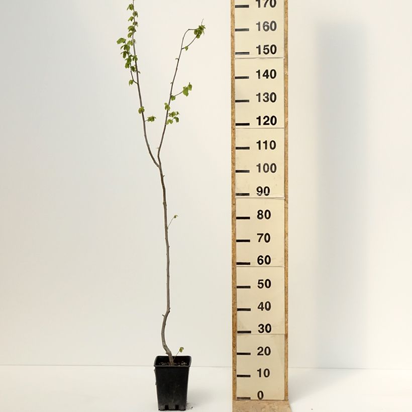 Spécimen de Noisetier - Corylus avellana Tonda Gentile Trilobata - Pot de 1,5L/2L tel que livré au printemps