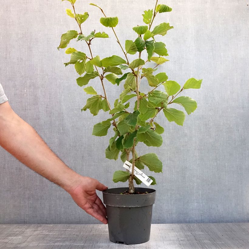 Spécimen de Hamamelis (x) intermedia Westerstede - Noisetier de sorcière Pot de 3L/4L tel que livré en été