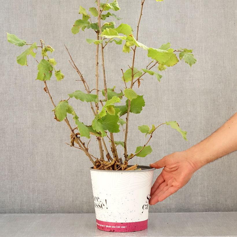 Spécimen de Noisetier Fertile de Coutard Pot de 3L/4L, Buisson tel que livré en été