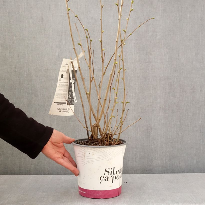 Spécimen de Noisetier Fertile de Coutard Pot de 4L/5L tel que livré au printemps