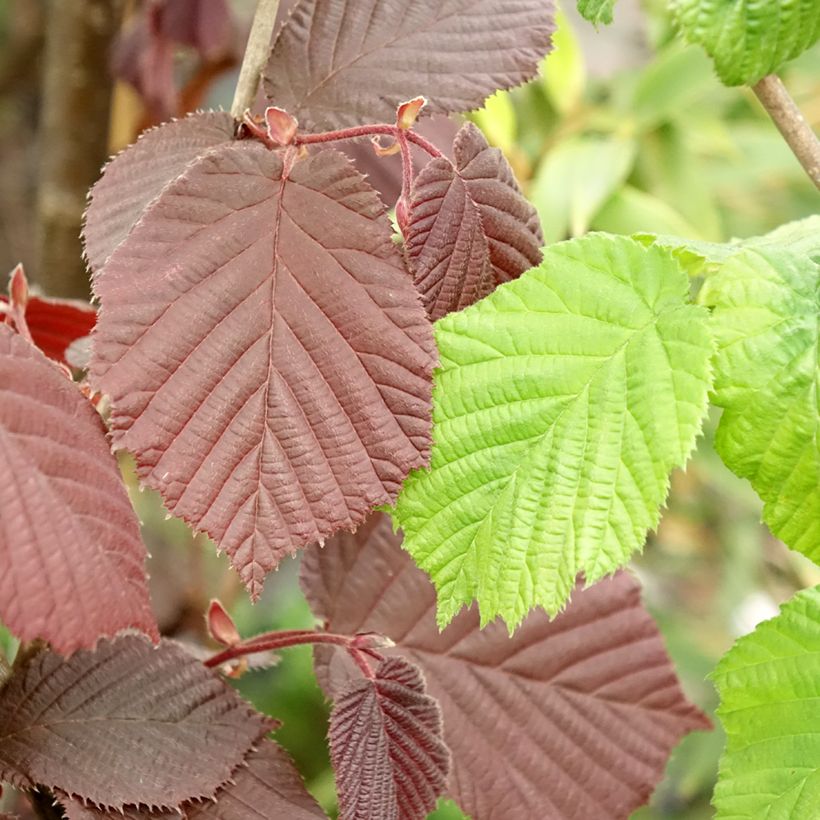 Noisetier Syrena - Corylus avellana (Feuillage)