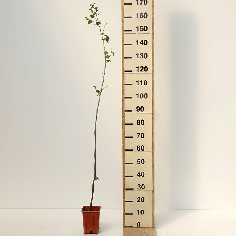 Spécimen de Noisetier Tonda Gentile Romana Pot de 1,5L/2LHauteur livrée env. 30/40cm tel que livré au printemps