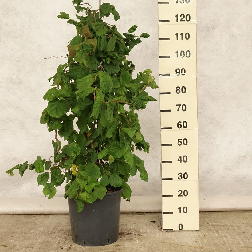 Spécimen de Noisetier tortueux - Corylus avellana Contorta Pot de 12L/15L tel que livré en été