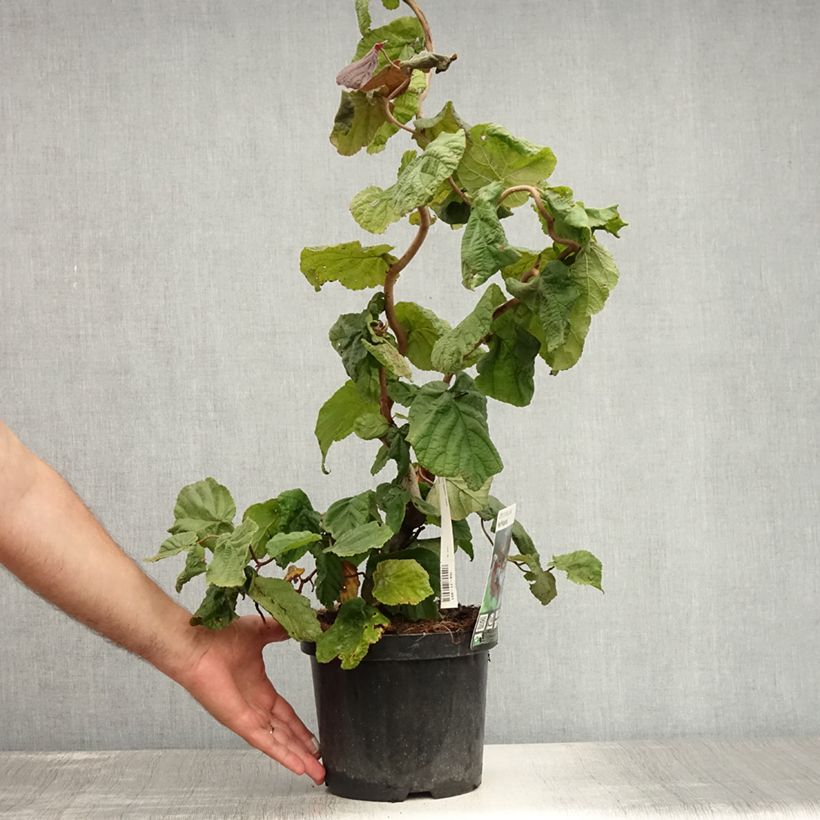 Spécimen de Noisetier tortueux pourpre - Corylus avellana Red Majestic Pot de 3L/4L tel que livré en été