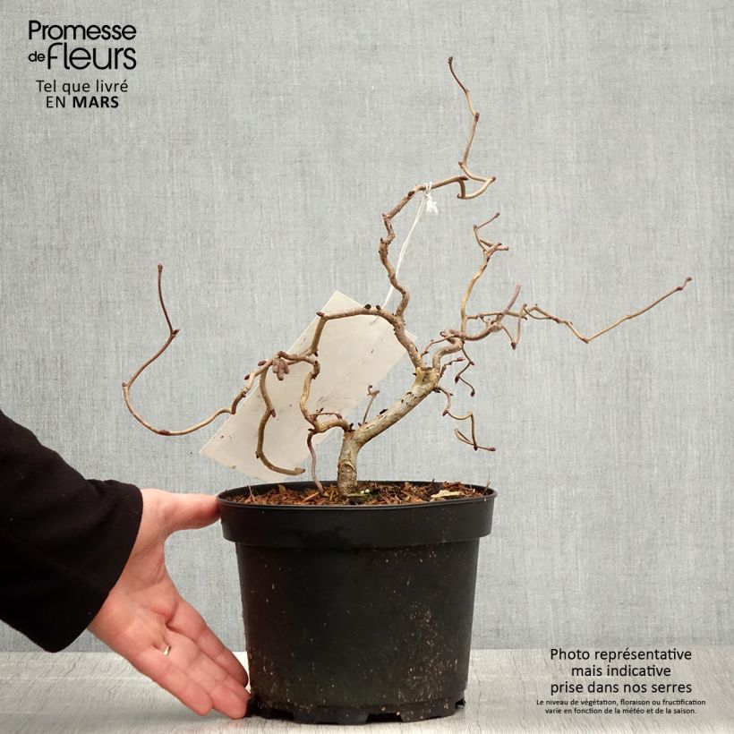 Spécimen de Noisetier tortueux pourpre - Corylus avellana Red Majestic en pot 3/4L tel que livré au printemps