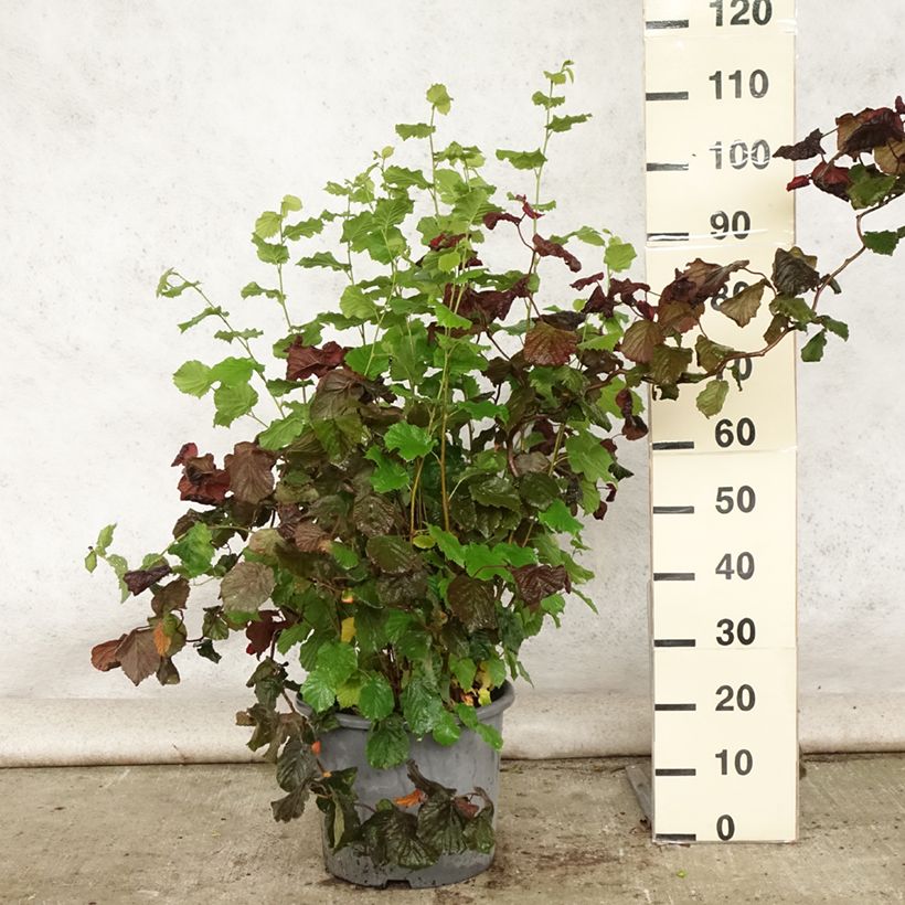 Spécimen de Noisetier tortueux pourpre - Corylus avellana Red Majestic Pot de 12L/15L tel que livré en été
