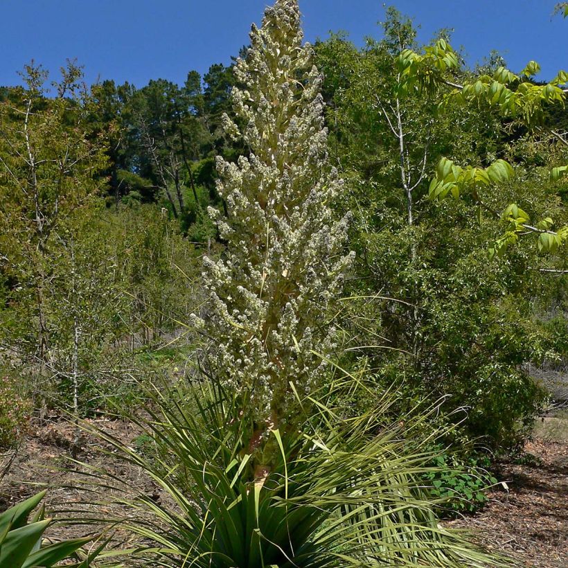 Nolina hibernica - Nolina La Sibirica (Floraison)