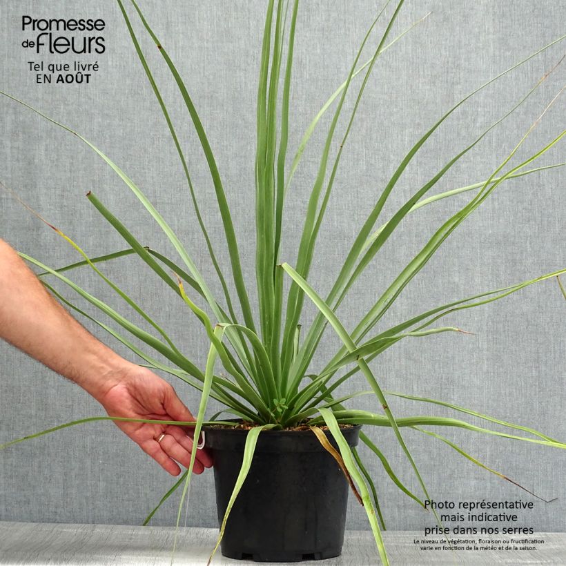 Spécimen de Nolina nelsonii - Noline bleue Pot de 3L/4L tel que livré en été