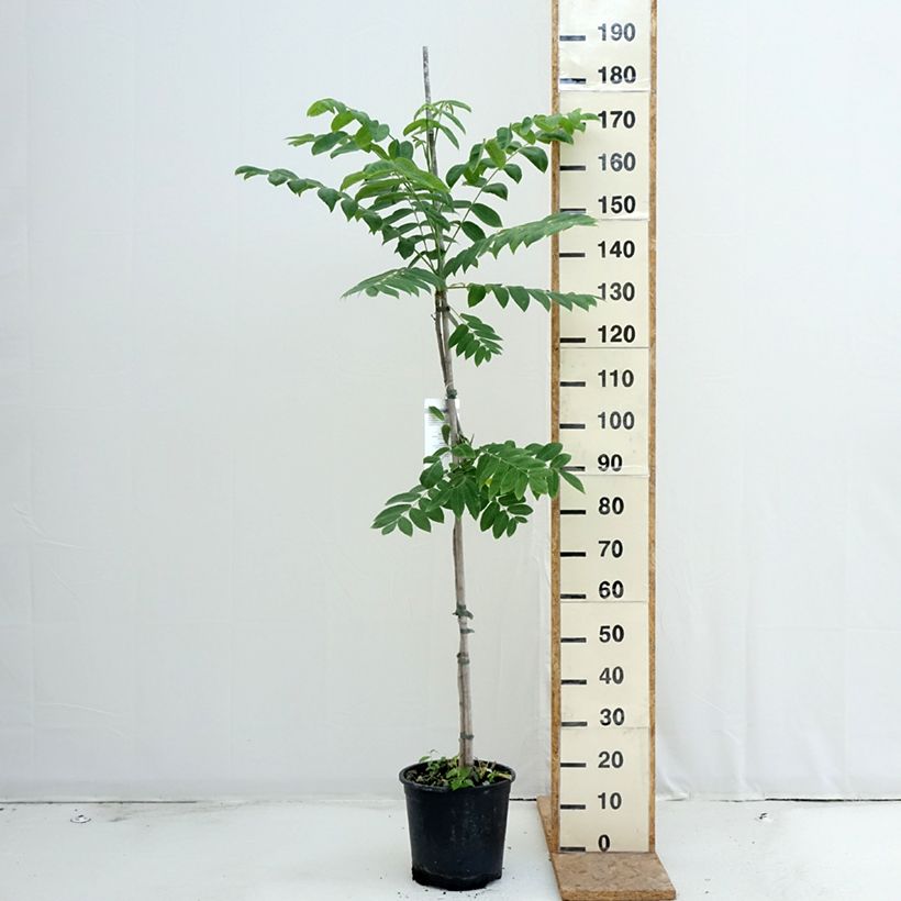 Spécimen de Noyer cendré - Juglans cinerea Pot de 7,5L/10L tel que livré en été
