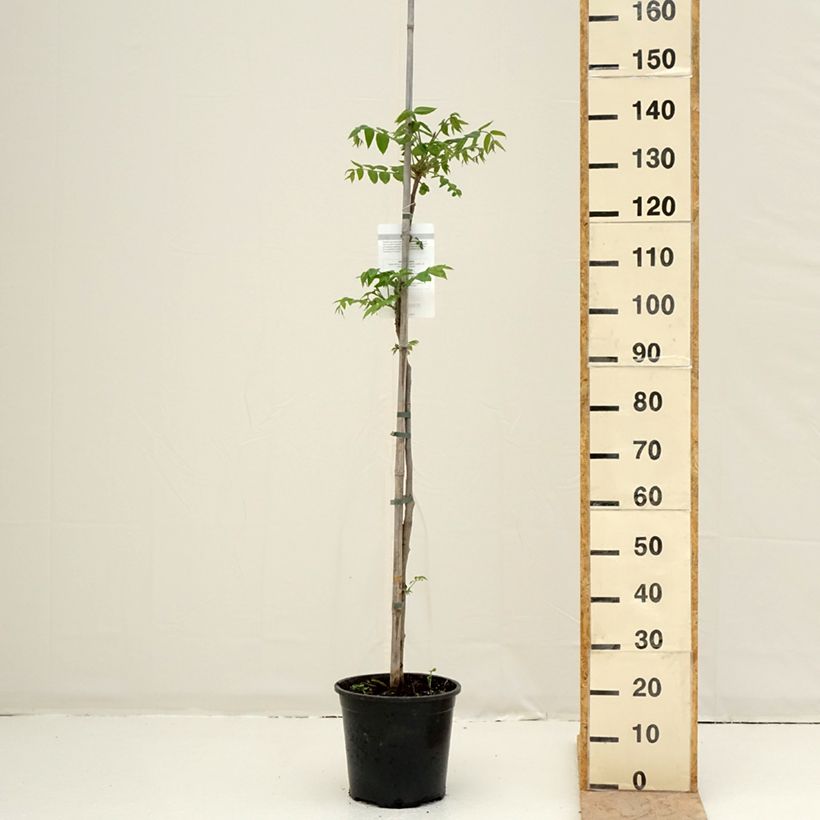 Spécimen de Noyer cendré - Juglans cinerea Pot de 7,5L/10L tel que livré au printemps