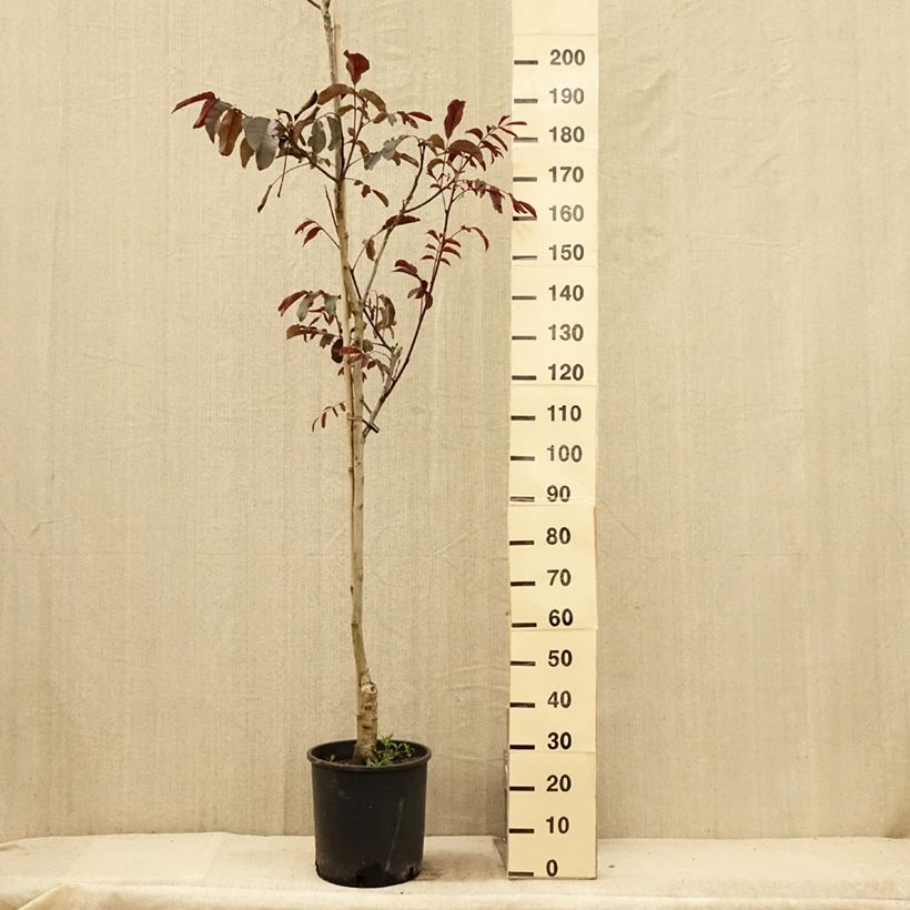 Spécimen de Noyer commun Purpurea - Juglans regia  Pot de 18L/20L, Baliveau tel que livré en été