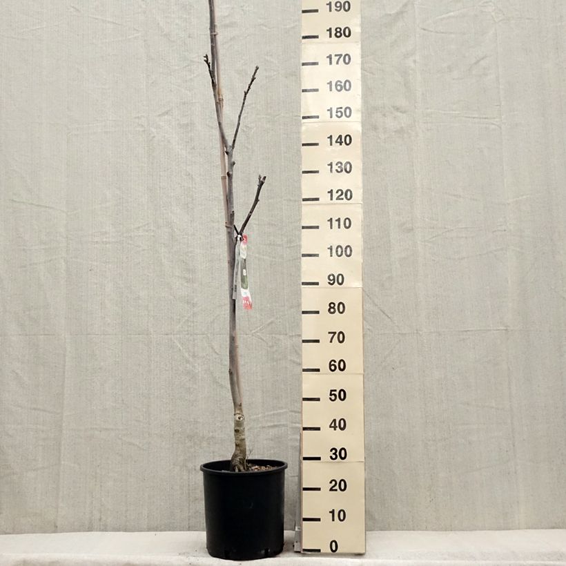 Spécimen de Noyer commun Purpurea - Juglans regia  Pot de 18L/20L, BaliveauHauteur livrée env. 200/+cm tel que livré au printemps
