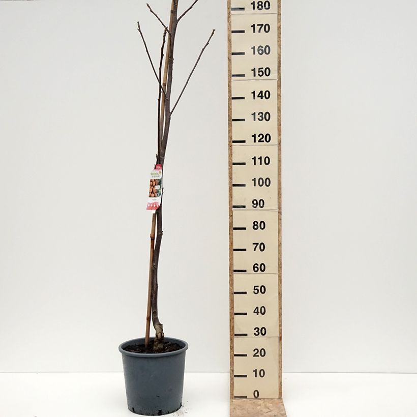 Spécimen de Noyer commun Weinsberg 1 - Juglans regia Pot de 18L/20L tel que livré en hiver